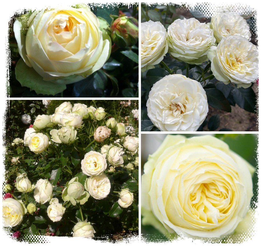 Wedding Piano róża wielkokwiatowa